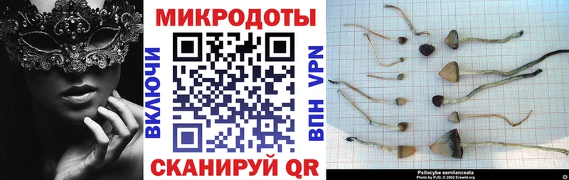 это состав  Гатчина  Галлюциногенные грибы Cubensis 